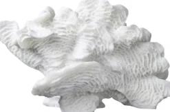 Coral, large fan