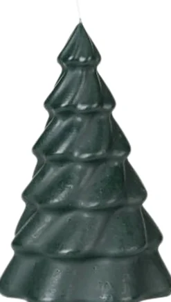 Pinus