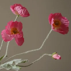 Poppy Flower