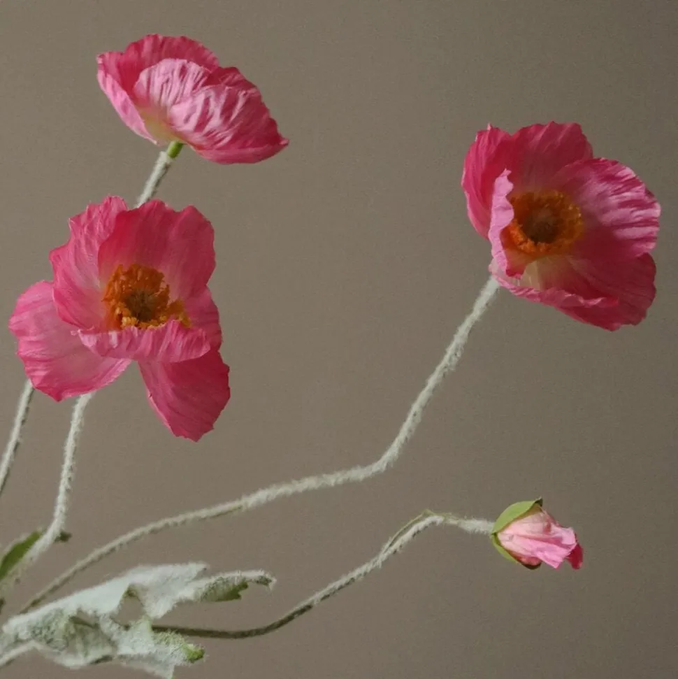 Poppy Flower
