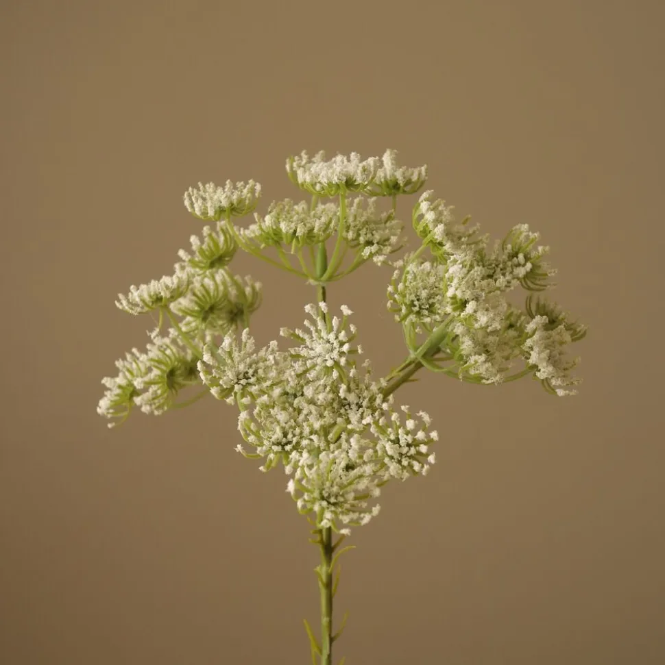 Queen Anne's Lace Flower