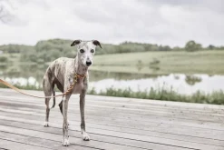 Robin Hundehalsbånd - Stor