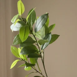 Ruscus Leaves